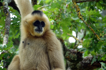 Gibbon à favoris blancs