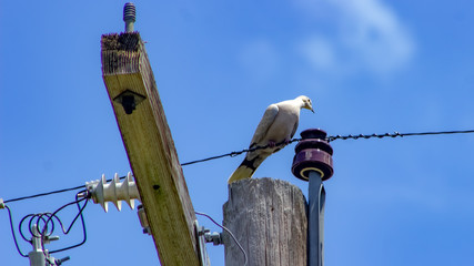 Dove on Wire