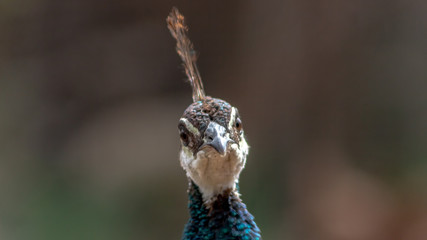 Peacock Face