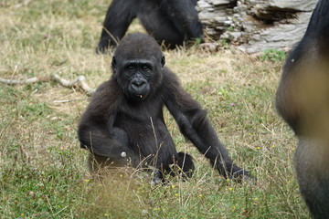 B&eacute;b&eacute; gorille