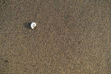 Spirula shells on sand, top flat view in evening warm sun light.