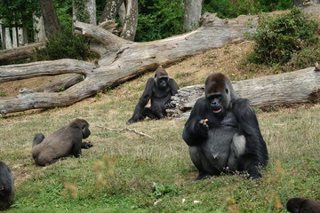 Gorille &agrave; dos argent&eacute; au milieu de son groupe