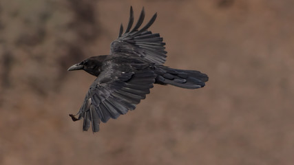 Raven Fly