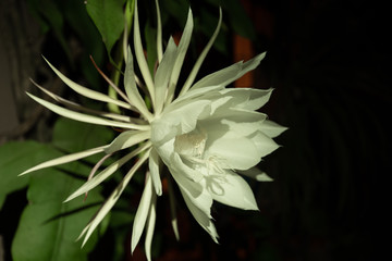 Close up of a night-blooming Cereus flower or Queen of the Night