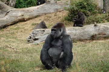 Gorille à dos argenté assis