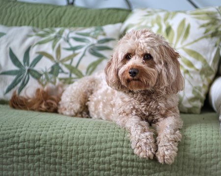 portrait of a cute dog