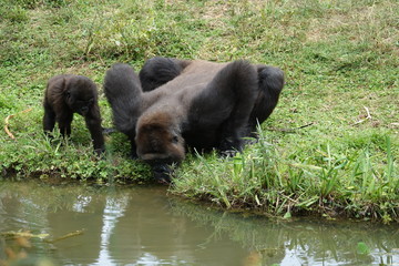 mère gorille entrain de boire l'eau de la rivière