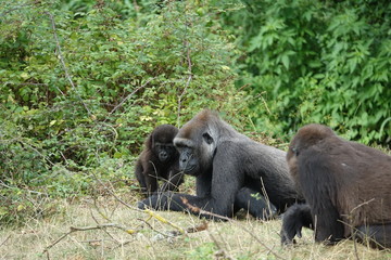 Gorilles femelles avec un bébé