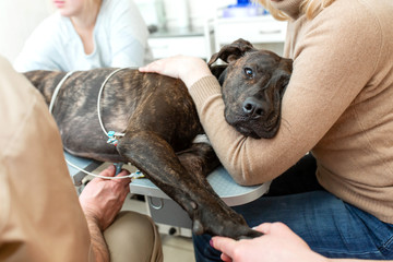 Doctor veterinarian makes an ultrasound and cardiogram of the heart of a dog in the office of a...