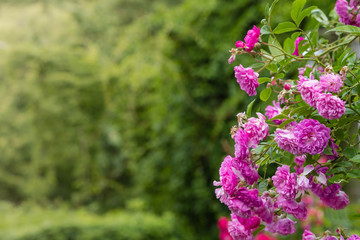 Beautiful purple climbing rose in the garden. Blooming rosa flowers and leaves in natural background. Floral background.