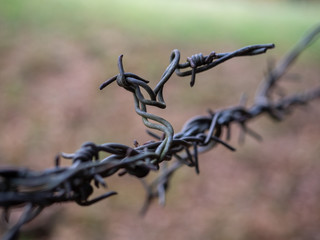 barbed wire in front of blurred green background