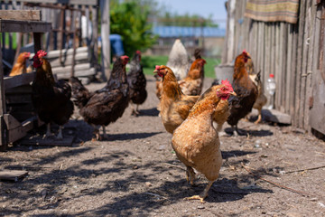 Chickens graze in a lawn at a home farm