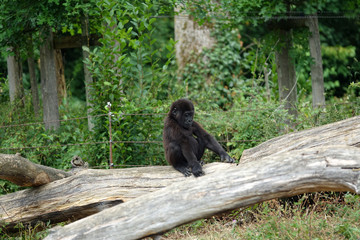 Bébé gorille jouant sur un arbre
