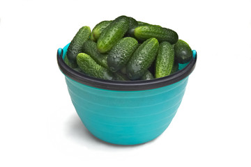 Raw cucumbers in a turquoise plastic bucket - 282949555