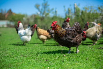 rooster and chickens graze on green grass. Livestock in the village