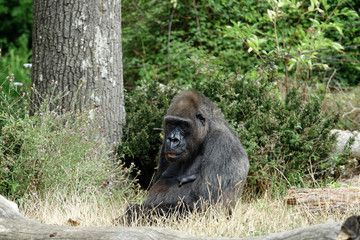 Vieille gorille femelle