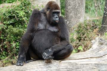 Fototapeta na wymiar Gorille assis sur un arbre mort