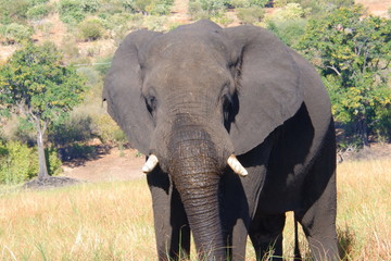Chobe river elephant