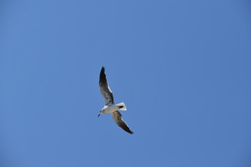 Flying Seagull