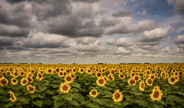field of sunflowers