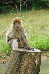 Macaque berbère zen sur son arbre