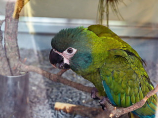 a green-blue feathered parrot with black beak   