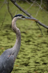 Blue Heron