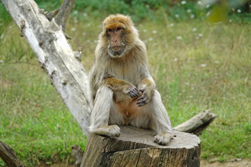Macaque de Barbarie zen sur son arbre
