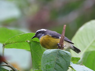 Bird on action