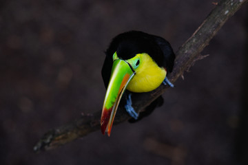 Tucán pico iris o piquiverde sobre rama