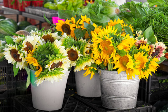 Buckets of Cut Yellow and White Sunflowers at a Local Outdoor Market