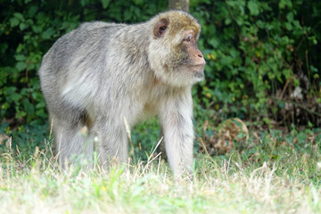 Macaque de Barbarie