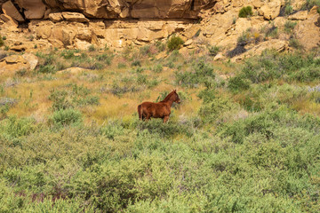 Landscape of one horse in the wilderness of New Mexico