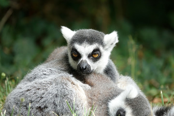 Maki Catta somnolant 