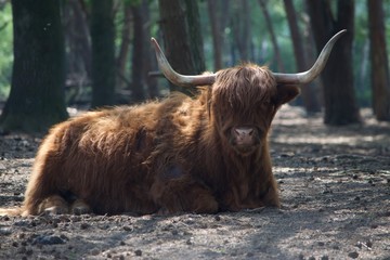 Highland Cow
