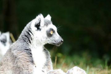 regard d'un Maki Catta