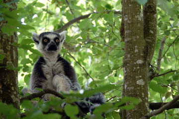 Maki Catta perché sur une branche
