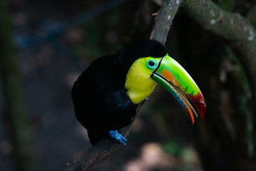 Tucán pico iris o piquiverde en rama de árbol, Colombia