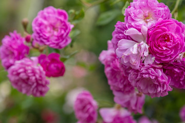 Beautiful purple climbing rose in the garden. Blooming rosa flowers and leaves in natural background. Floral background.