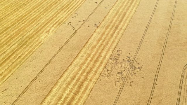 4k Aerial video view from a height, fields with ripe gold-colored wheat