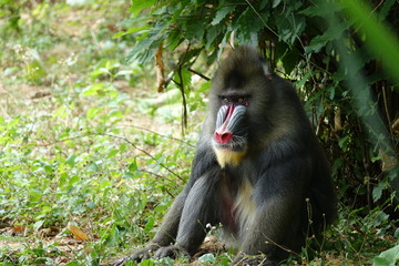 Mandrill mâle dominant 