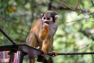 Saïmiri en plein repas