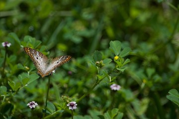 Backyard Butterfly II