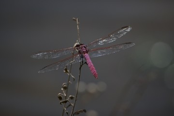 Pink Dragonfly II