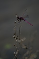Pink Dragonfly