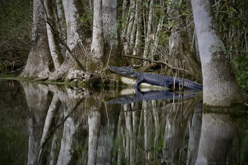 Gator on a Log III