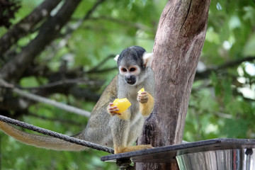 Singe-écureuil entrain de manger