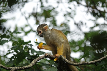 Saïmiri entrain de manger