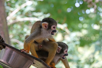 Saïmiri ou singe-écureuil