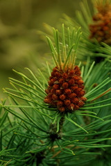 Blossoming pine branch with cones and green needles on a blurred natural background, copy space, close-up,